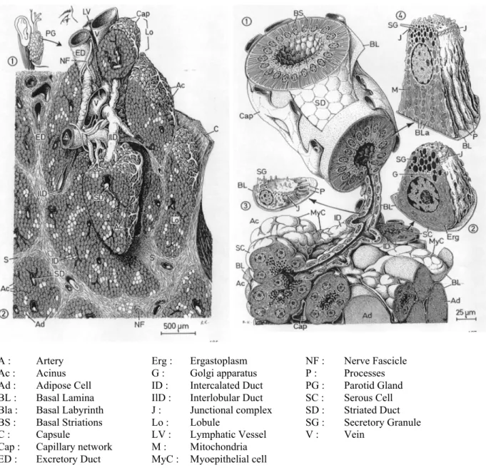 Figure 2 :P AROTIDE : A SPECT GÉNÉRAL  ( À GAUCHE ) ;  STRUCTURES DÉTAILLÉES  ( À DROITE ) De : Krstic RV : Human Microscopic Anatomy