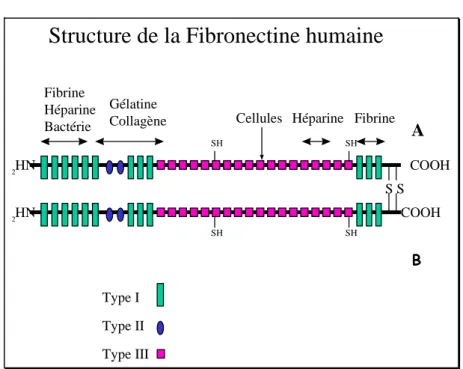 Figure 5: Structure de la fibronectine humaine COOHCOOHHN2HN2S SType IType IIType IIISHSHSHSHFibrineHéparineBactérieGélatine