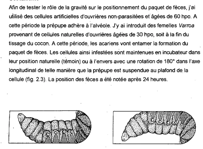Figure 2.3 Position des cellules lors des expériences sur le géotaxisme. Position naturelle de la 