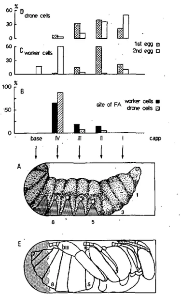 Fig. I. Opposition by Varroa and development of progeny from cell  capping until bee emergence within artificial worker and drone  honeybee cells