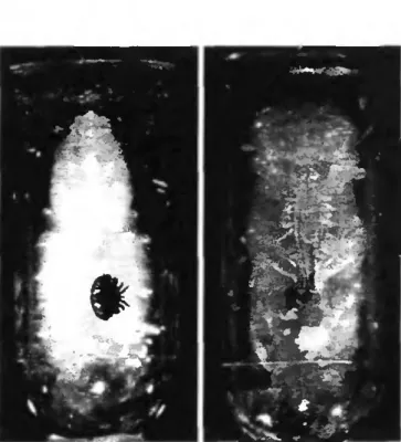 Fig. 4. Varroa mite parasitizing honeybee brood in artificial cells.  prepupa (left) and young pupa [right)', bee pupation occurs within  30 min
