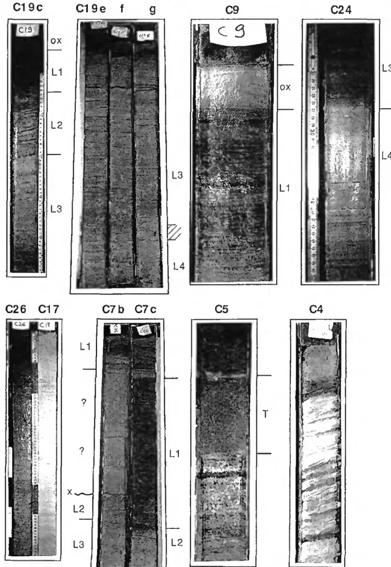 Fig 5.3. C19: succession des intervalles lithologiques (oxrcouche oxydée); C19e-g: (imite L4-L3; C9- détail  S Ho ft7£ e o L i 1 v a Xf  ^ P r t s e &#34; c ?   d e ' a ^ a t i o n s diffuses; C24: limite L3-L4; C26: faciès marneux typique 