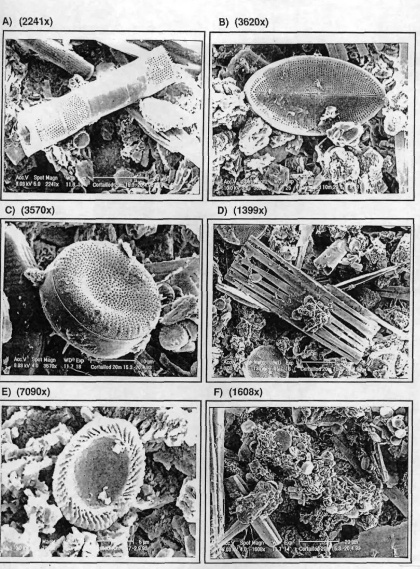 Fig. 4.10. Restes phytoplanctoniques: diatomées centriques et pennées (a,b,c et d),  test de Phacotus sp