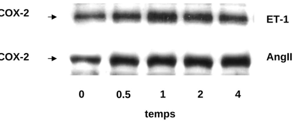 Fig. 1c :  Western blot illustrant la cinétique de l’expression de la COX-2 induite par l’AngII (2x10