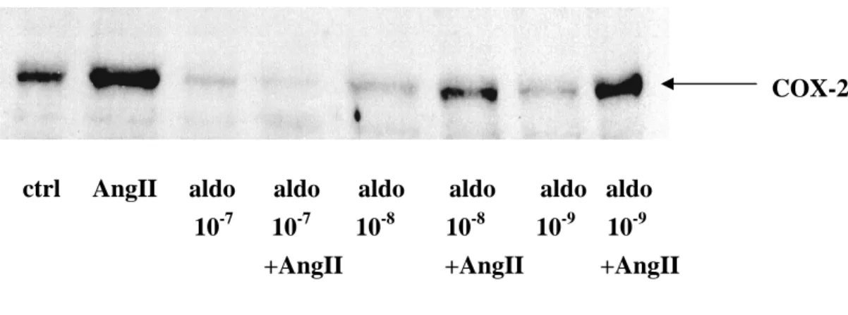 Fig. 4b :  Western blot représentant l’effet de l’aldostérone sur l’expression de la COX-2 en  fonction de la variation de concentration d’aldostérone