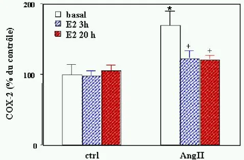 Fig 6b : Western blot représentant l’effet de l’oestradiol sur l’expression de la  COX-2 dans les cardiomyocytes ventriculaires stimulés avec de l’Ang II