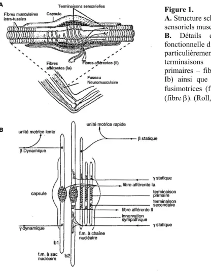 Figure 1.  A. Structure sensorie B. Dét fonctio particuli terminai prim Ib) ainsi qu fusimo (fibre β