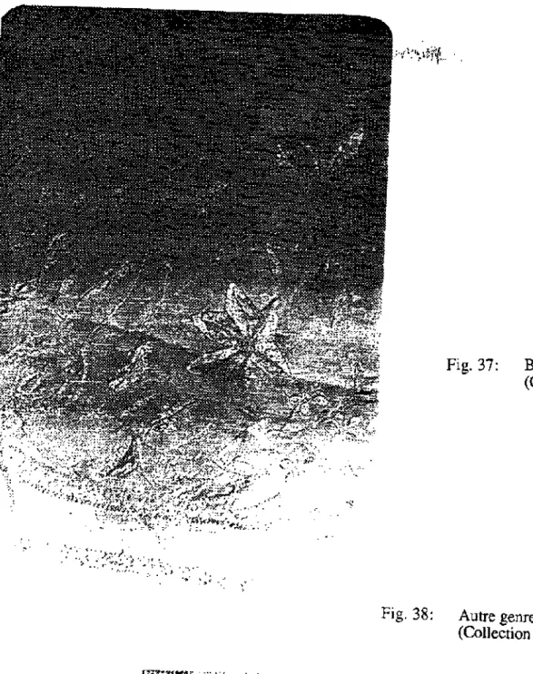 Fig. 37: Broderie d'une tarhah.  (Collection de l'auteur) 