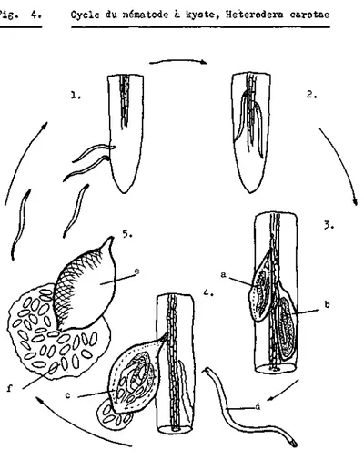 Fig. 4. Cycle du nematode à kyste, Heterodera csrotae 