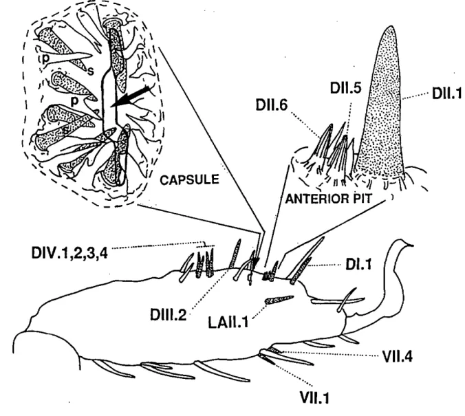 Fig. 1.3. Right tarsus of the first leg pair of an adult A. uariegatum and location of the  wall-pore sensilla with their respective names (according to the nomenclature proposed by  Hess and Vlimant, 1982)