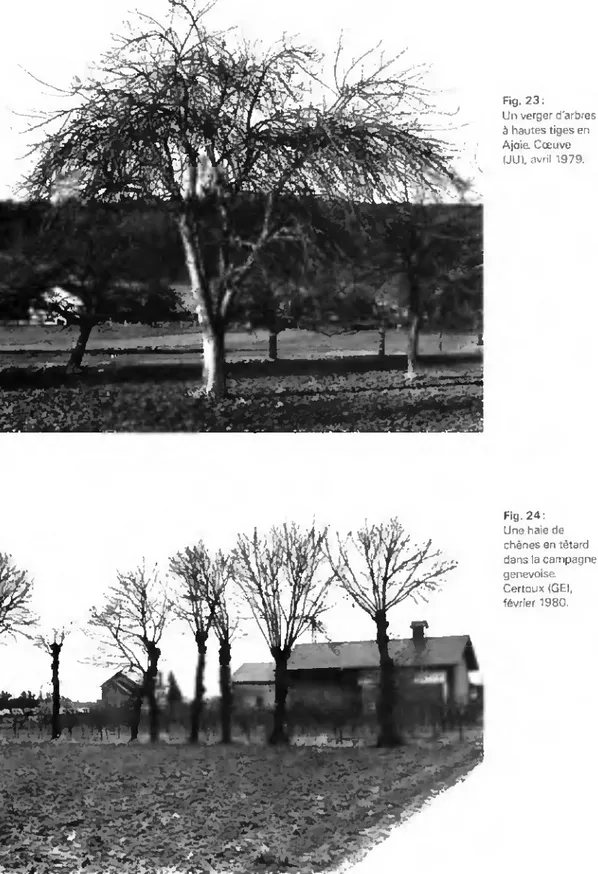 Fig.  2 3 :  Un verger d'arbres  à hautes tiges en  Ajoia Cœuve  (JU). avril 1979.  Fig