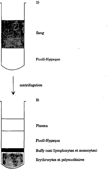 Figure A: Isolation des lymphocytes par centrifiigation  sur Ficoll-Hypaque 
