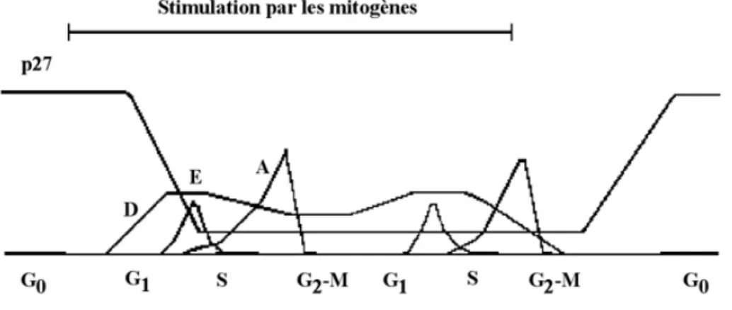 Figure 4. Expression de p27 et des cyclines dans le cycle cellulaire. 