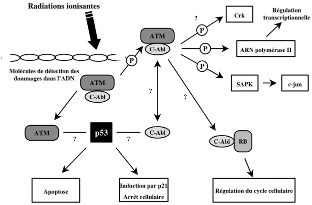 Figure 5. Arrêt du cycle cellulaire par p53 après des dommages dans l’ADN. 