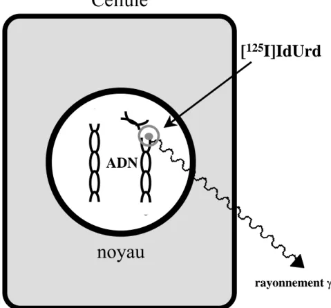 Figure 9. Cassure du double brin d’ADN par rayonnements Auger. 