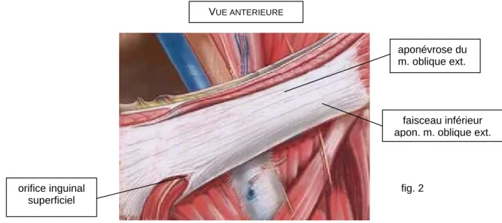 fig. 2 orifice inguinal 