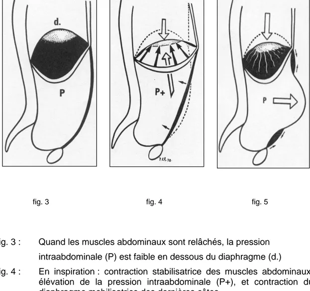 fig. 3 :   Quand les muscles abdominaux sont relâchés, la pression  intraabdominale (P) est faible en dessous du diaphragme (d.) 