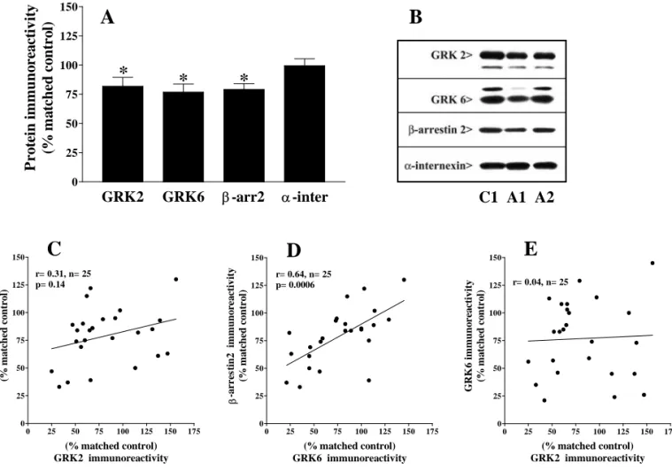Figure 7. A : Taux d’immunoréactivité des kinases GRK2 et GRK6 ainsi que des protéines 