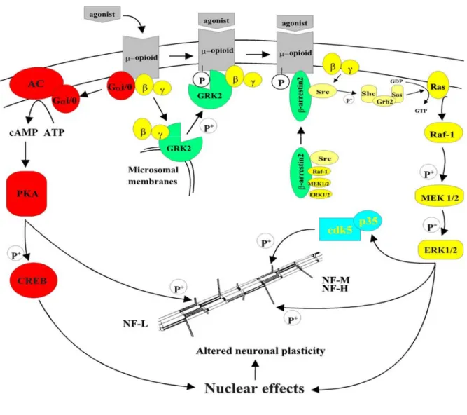 Figure II.- Complexité des voies de transduction de signalisation dans les processus 