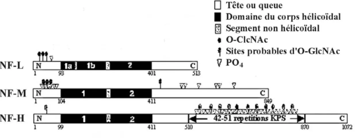Figure III-. Schéma des sous-unités des NFs, avec les sites probables de phosphorylation et 