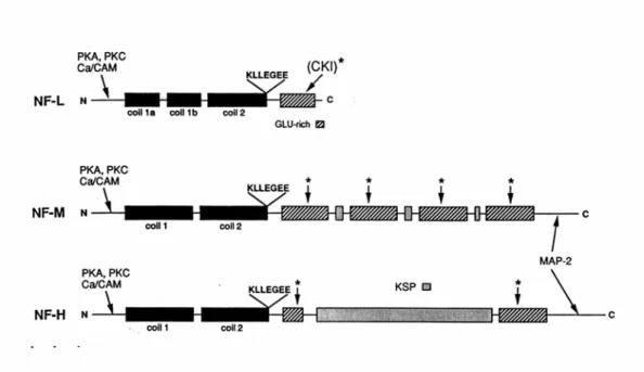 Figure V. Structure et sites de phosphorylation du triplet des NFs. La figure montre aussi les 