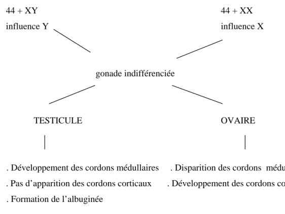 Tableau 1 : Influence des gonocytes sur  la gonade indifférenciée. 