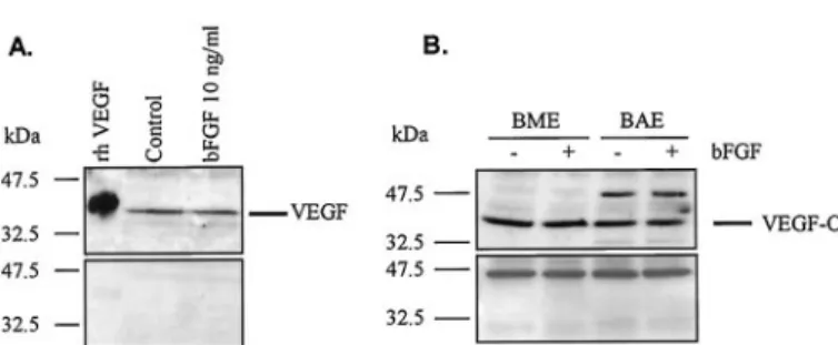 Fig. 9. Partial inhibition of bFGF-induced in vitro angiogenesis by Flt-