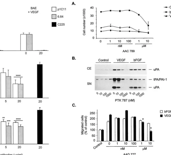 Fig. 11. Partial inhibition of bFGF-induced endothelial cell proliferation