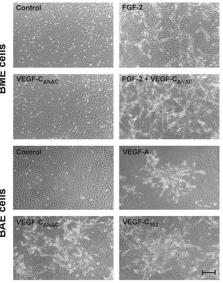 Fig. 2. In vitro angiogenesis induced by VEGF-C ⌬N⌬C and VEGF-C 152 . Confluent BME cell monolayers on three-dimensional collagen gels were treated for 4 days