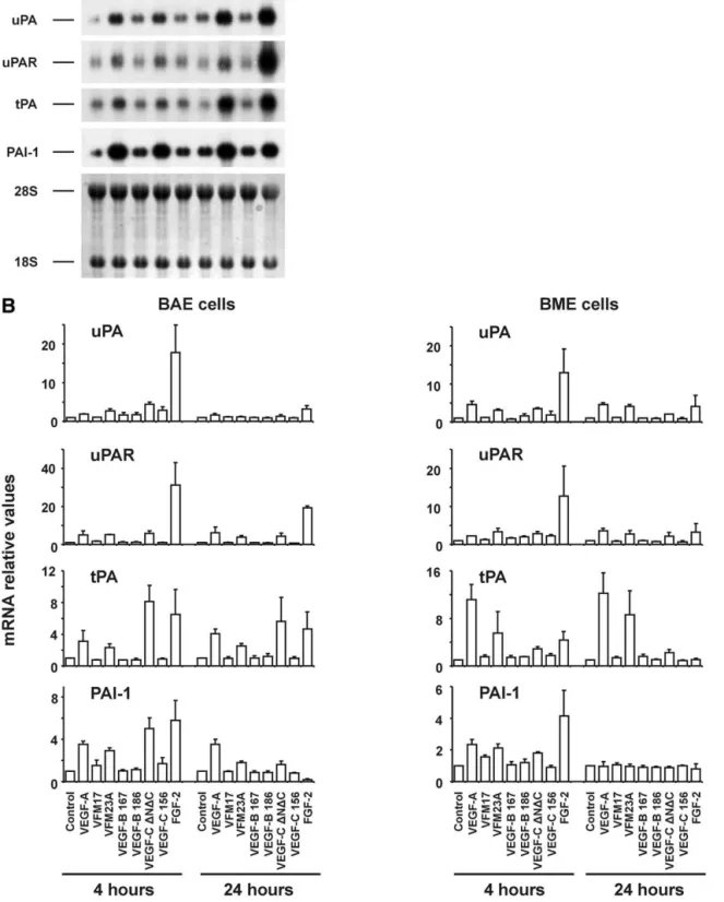 Fig. 4. Northern blot analysis of PA, uPAR, and PAI-1 mRNA levels in BME and BAE cells