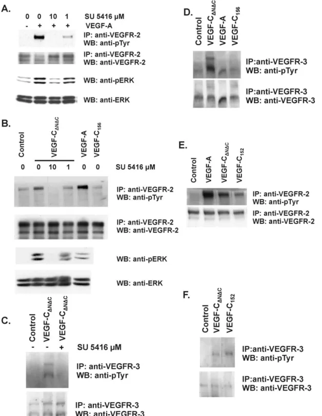 Fig. 5. VEGFR and ERK phosphorylation patterns induced by VEGF-A, VEGF-C ⌬N⌬C , and VEGF-C mutants— effect of SU5416
