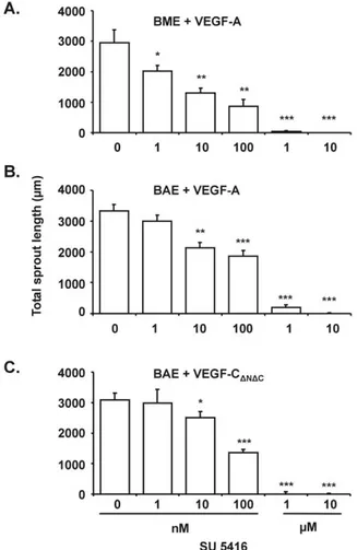 Fig. 6. SU5416 inhibits VEGF-A and VEGF-C ⌬N⌬C -induced in vitro an- an-giogenesis. Confluent monolayers of BME cells on three-dimensional  col-lagen gels were treated with VEGF-A (30 ng/ml), while BAE cells were treated with VEGF-A (30 ng/ml) or VEGF-C ⌬N