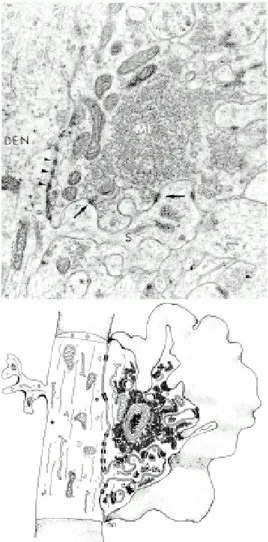 Figure 1.5.3. B. Image au microscope  électronique et représentation schématique  de la connexion fibre moussue-CA3  (d’après Amaral et Dent, 1981)