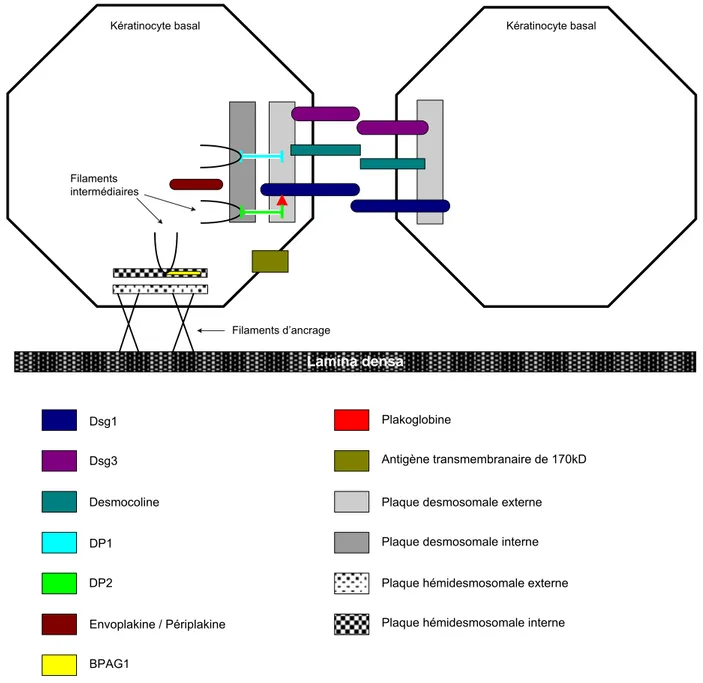 Fig 1  : schéma montrant la localisation des différentes protéines cibles intervenant dans le pemphigus  