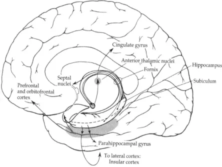 Figure 5 : Principales voies efférentes de l’hippocampe. Tiré de Zigmond et al. 1999.