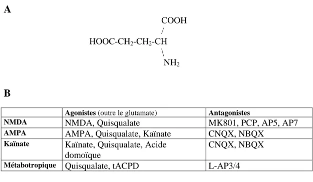 Figure 6 : A : Structure du glutamate. Sa synthèse s’effectue à partir du glucose par le  cycle de Krebs,  à l’aide de la glutamate déshydrogénase