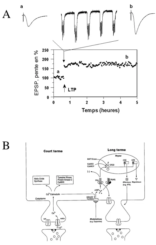 Figure 7 : A. Induite par un train de stimulations à haute fréquence, la potentiation à long terme
