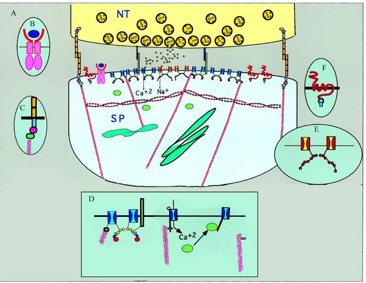 Figure 9 : Modèle moléculaire de la densité postsynaptique d’une synapse excitatrice centrale