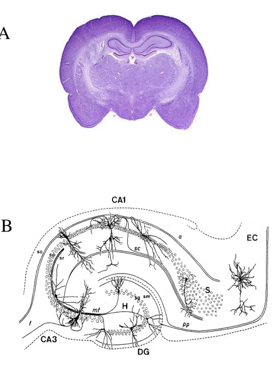 Figure 2 : A : Coupe transversale de cerveau de rat au niveau des hippocampes (coloration de