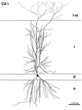 Figure 3 :  Neurone pyramidal du CA1 et les différentes couches de l’hippocampe qu’il recouvre