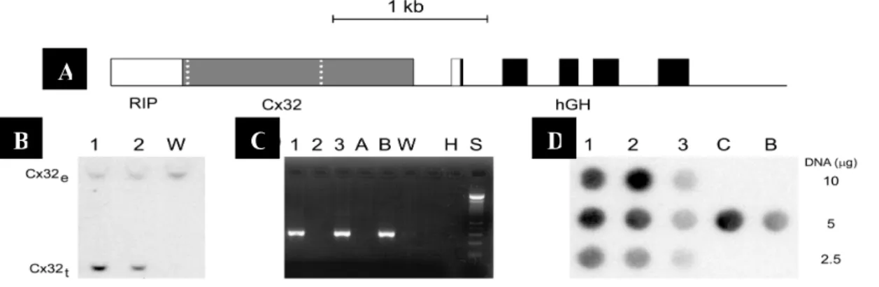 Figure 5. Strategy for expressing Cx32 in pancreatic  β -cells. 