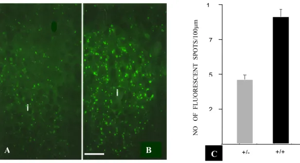 Figure 7. Transgenic RlP-Cx32 mice express Cx32 within pancreatic islets 
