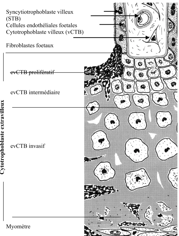 Figure 2 : Colonne trophoblastique et cellules étudiées 