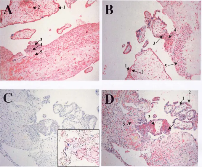 Figure 4. Sites d’implantations (x10) coloré avec; A, anti-cJun: B anti-cFos; C, anti-p53wt; 