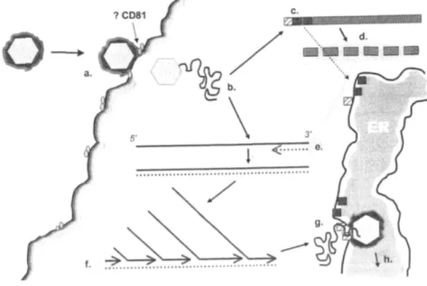 Figure 1 :  Schéma spéculatif résumant les principales étapes de la réplication du virus de l’hépatite C : (a) Liaison et  pénétration du virion dans l’hépatocytes