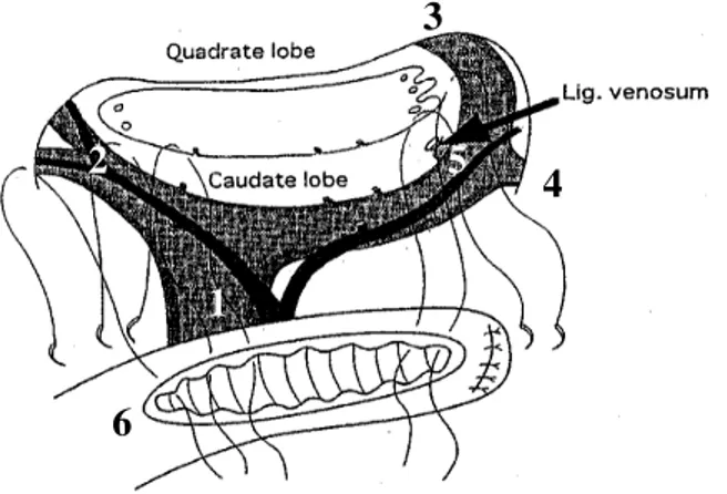 Figure 12: Position du ligament d’Arantius (venosum) par rapport à la plaque hilaire (93) 