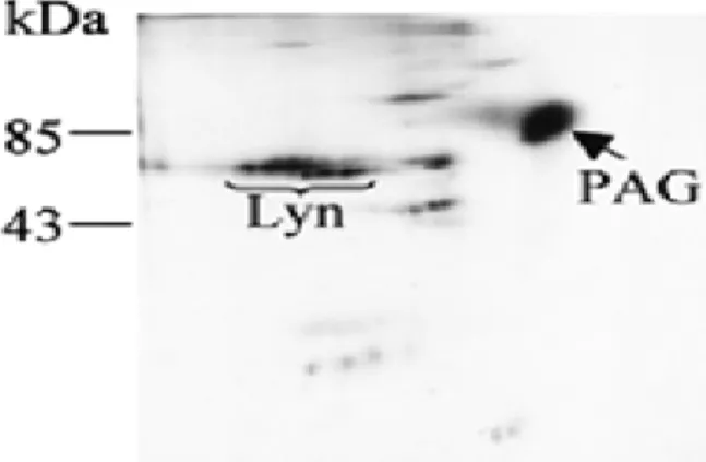 Figure n°1 : Phosphoprotéines présentes dans les rafts (Raji) 
