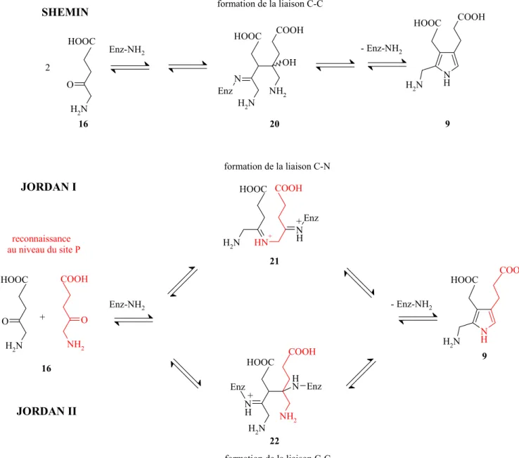 Figure 9 : étapes clés lors de la transformation de ALA (16) en PBG (9) 