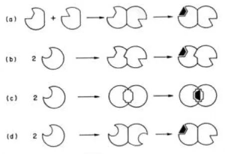 Figure 5 : Quatre modèles expliquant le phénomène de half-site reactivity
