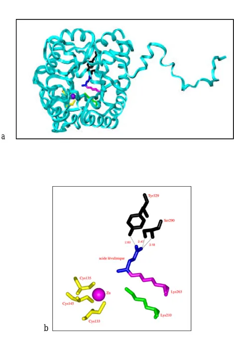 Figure 17 : a) Monomère de la PBGS issue de la levure complexé à l'acide lévulinique  (24,  en  bleu) présentant le site de liaison du zinc bien défini (le zinc, en violet, et les trois cystéines, en jaune)